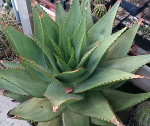 Aloe broomii