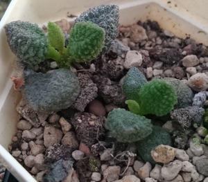 Adromischus marianiae var. herrei, Blattstecklinge