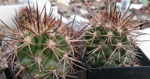 Copiapoa megarhiza var. echinata JA39