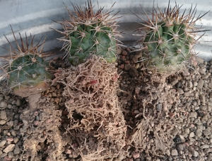 Copiapoa megarhiza var. echinata JA39