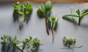Cotyledon-Stecklinge