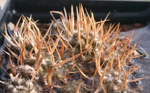 Pterocactus australis, gewässert