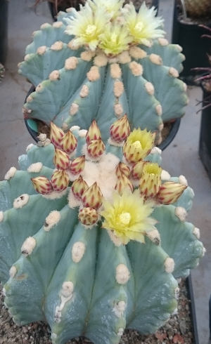 zwei Ferocactus glaucescens f. inermis in Knospe