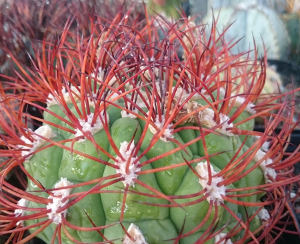 Gymnocalycium saglionis