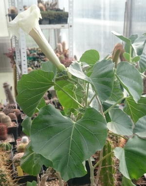 Ipomoea albivenia mit erster Blüte