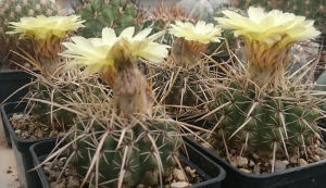 Gruppe von Notocactus turecekianus in Blüte