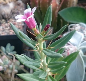 Erstblüte an Pachypodium bispinosum