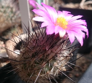  Turbinicarpus mandragora subsp. subterraneus (Synonym: Gymnocactus subterraneus Escondida TCG 47001)