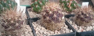 Weingartia pucarensis HJ1201