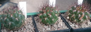 Weingartia spectabilis HJ1195