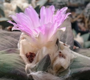 Ariocarpus spec.
