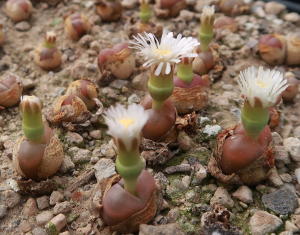 Conophytum maughanii in Blüte