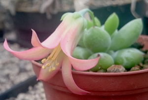 Cotyledon pendens, eine bereits 2003 neu beschriebene Cotyledon-Art