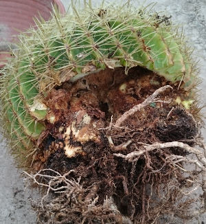 Schaden an Echinocactus grusonii