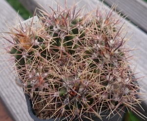 Sämlinge Echinopsis leucantha RH3696a