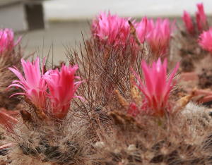Eriosyce villosa JA13 in Blüte
