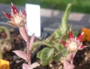 Blüte an Graptopetalum macdougallii