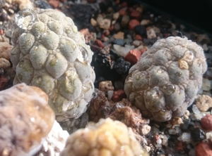 Pterocactus reticulatus