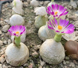 Conophytum burgeri Aggeneys, MBB 3337 in Blüte