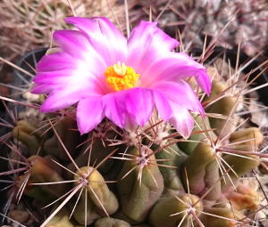 Thelocactus buekii var. matudae