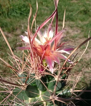 Ferobergia in Blüte