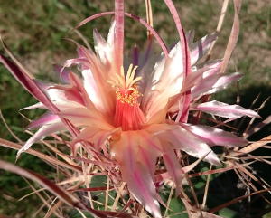 Ferobergia in Blüte