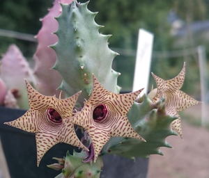 Huernia thuretii in Blüte