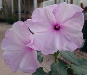 Ipomoea spec. in Blüte am 04.08.2018
