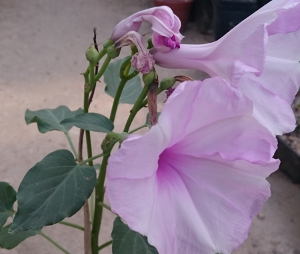 Ipomoea spec. in Blüte am 04.08.2018