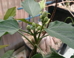 Ipomoea carnosa mit Knospen
