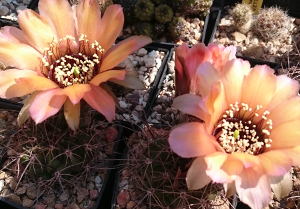 Lob Anemone DSC 0959k