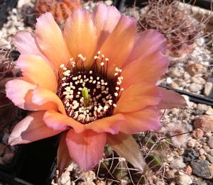 Lob Anemone DSC 0961k