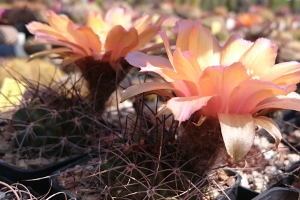 Lob Anemone DSC 0962k