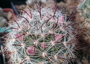 Knospen an Mammillaria longiflora