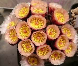 Puna bonnieae in Blüte