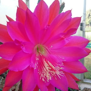 geöffnete Blüte an der roten Königin der Nacht