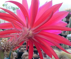 geöffnete Blüte an der roten Königin der Nacht