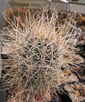 S. polyancistrus mit wilder Bedornung