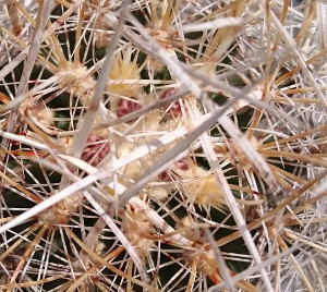 Knospen an Sclerocactus polyancistrus