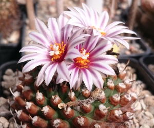 Turbinicarpus panarottoi in Blüte