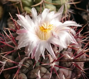 Thelocactus hexaedrophorus subsp. lloydii