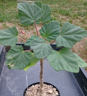 Uncarina grandidieri