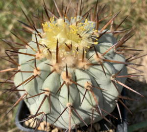 Copiapoa cinerea ssp. columna-alba JA24 in Blüte