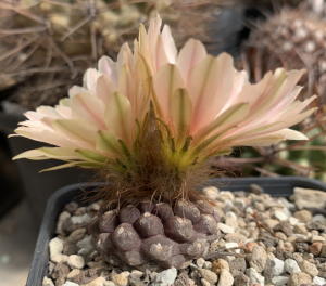 Eriosyce napina ssp. glabrescens JA51 mit Erstblüte