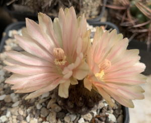 Eriosyce napina ssp. glabrescens JA51 mit Erstblüte
