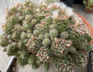 unbekannte Mammillaria in Blüte Ende April 2019