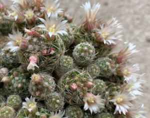 unbekannte Mammillaria in Blüte Ende April 2019