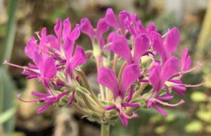 Pelargonium incrassatum in Blüte am 20.03.2019