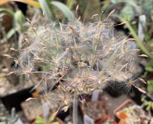 Fruchtstand an Pelargonium incrassatum am 21.04.2019
