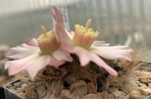 Puna subterranea HPT926 in Blüte